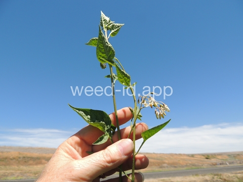 nightshade, bittersweet